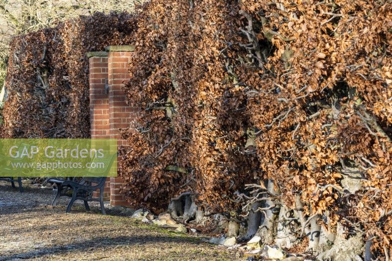 A beech hedge, Fagus sylvatica, provided a year round screen as the coppery autumn leaves stay on the branches until spring.