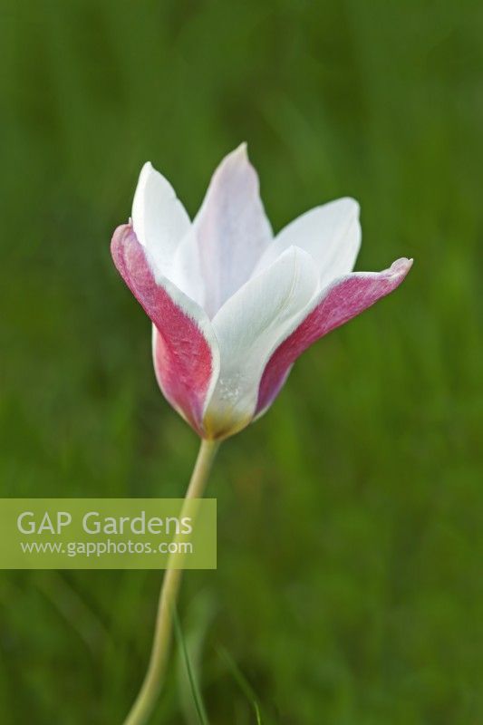 Tulip 'Lady Jane' - April