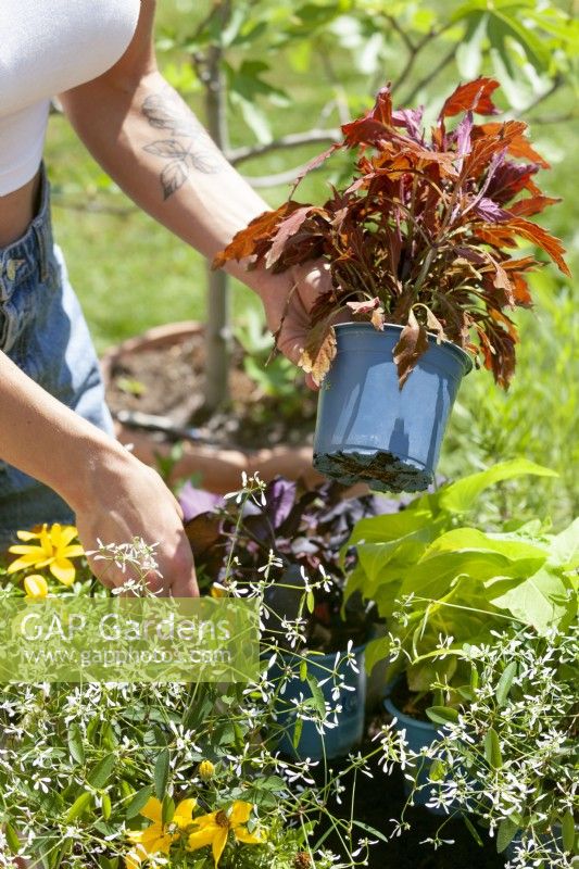 Planting of a container with annuals, summer July