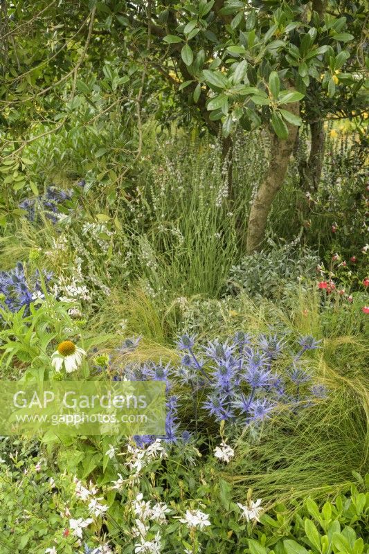 Mixed perennial planting with Gaura, Echinacea purpurea 'Alba', Eryngium bourgatii and Stipa tenuissima  in the RHS Planet-Friendly Garden at RHS Hampton Court Palace Garden Festival 2022 
