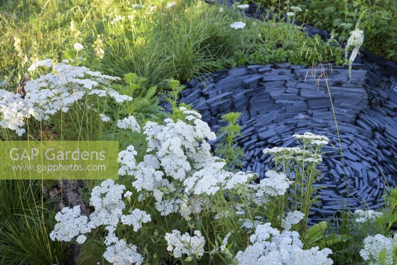 Circular slate dip surrounded by white Achillea millefolium flowers in The Connections Garden at RHS Hampton Court Palace Garden Festival 2022