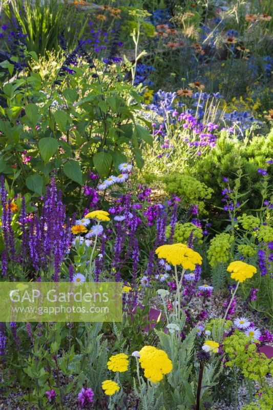 Achillea 'Moonshine' and Salvia nemorosa 'Amethyst'  in 'Over The Wall Garden, supported by Takeda.' - RHS Hampton Court Palace Garden Festival 2022.-  Designer: Matthew Childs
