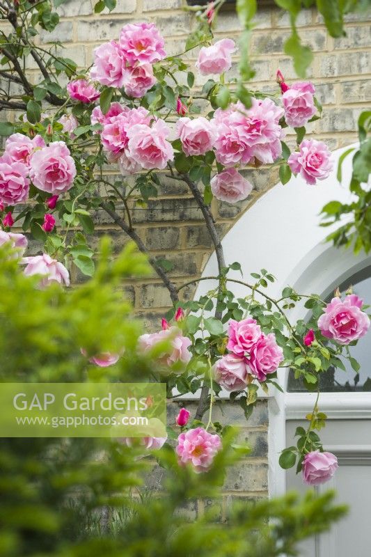 Rosa 'Madame Gregoire Staechelin' growing up front wall of a Victorian house - May.
