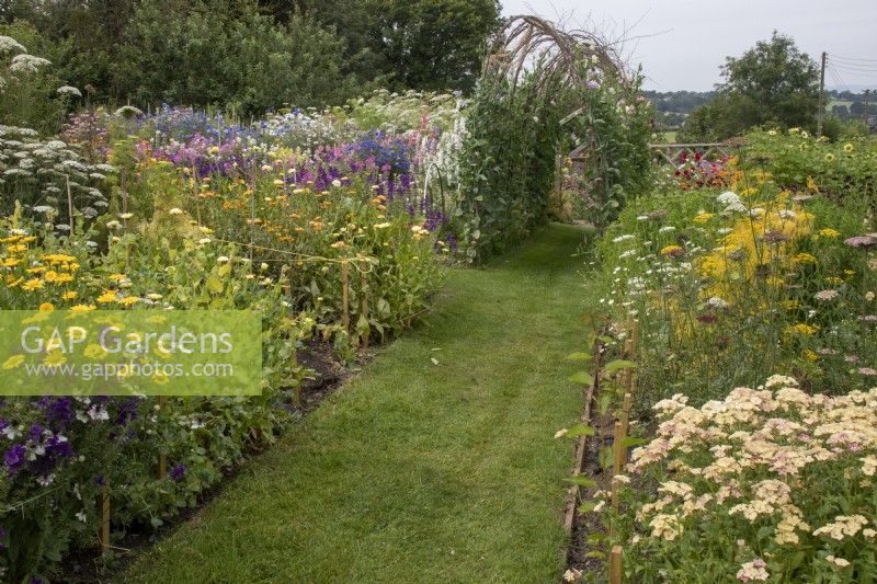 A view across the cut flower beds and sweet pea arch at Cotswold Country Flowers.