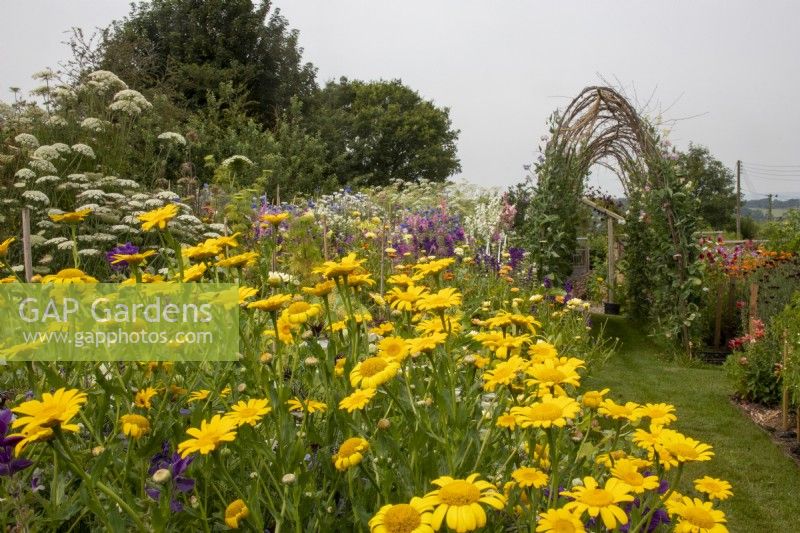 A view across the cut flower beds at Cotswold Country Flowers with Glebionis segetum (corn marigold) in front and sweet pea arch at rear.