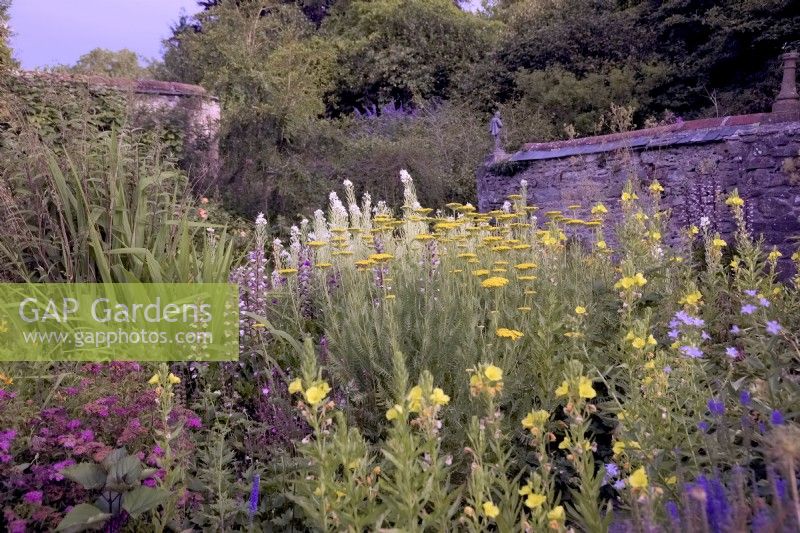 Walled garden in summer with Herbaceous plants at Marwood Hill Garden, Devon UK