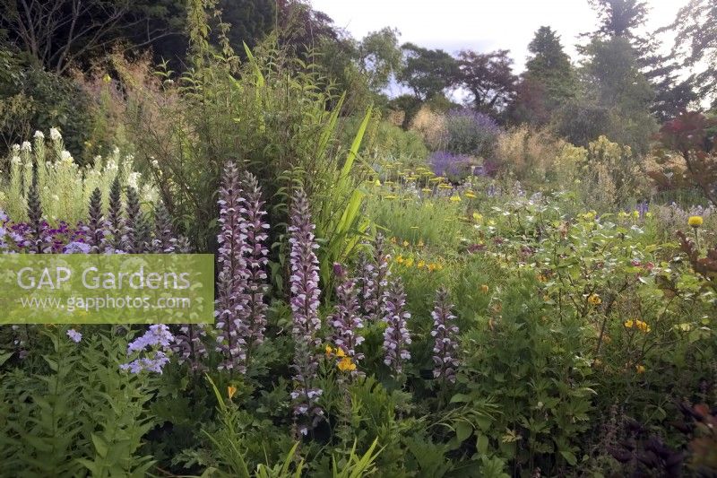 Acanthus spinosus in mixed plantings at Marwood Hill Gardens, Devon, UK
