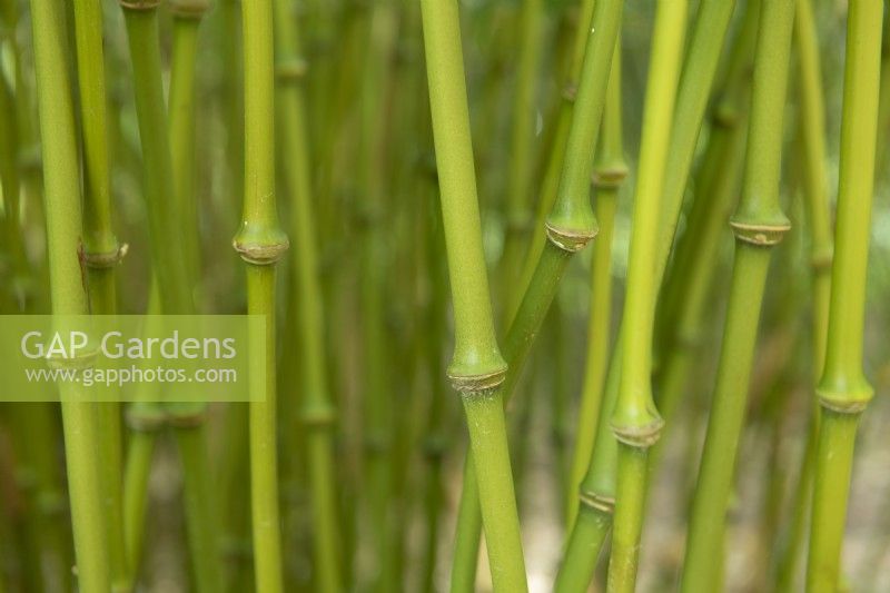 Chimonobambusa tumidissinoda syn. Chimmonobambuse tumidinoda, Qiongzhuea tumidissinoda - walking stick bamboo. Close up of stems. May