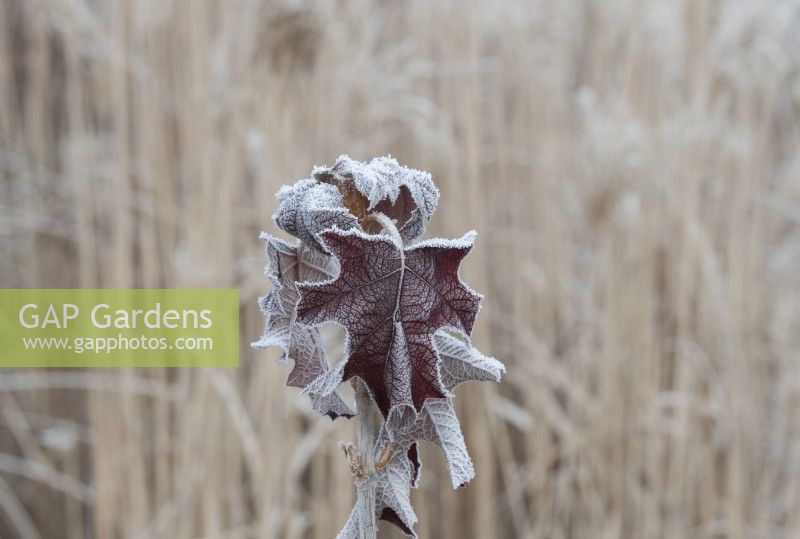 Hydrangea quercifolia 'Pee Wee' - Oak-leaved hydrangea leaves in the frost