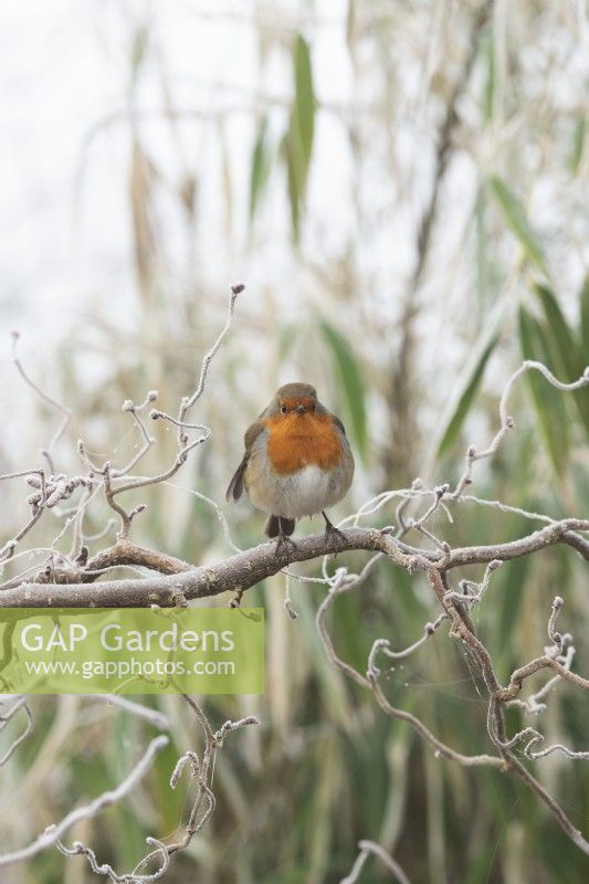  Erithacus rubecula - Robin sitting on Corylus avellana 'Red Majestic' branch in the frost