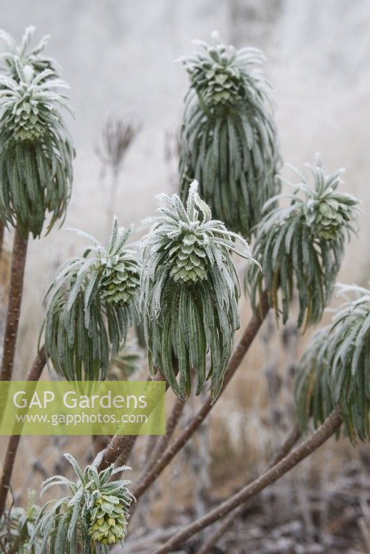 Euphorbia characias subsp. wulfenii - Mediterranean spurge in the frost