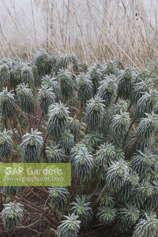 Euphorbia characias subsp. wulfenii - Mediterranean spurge in the frost 