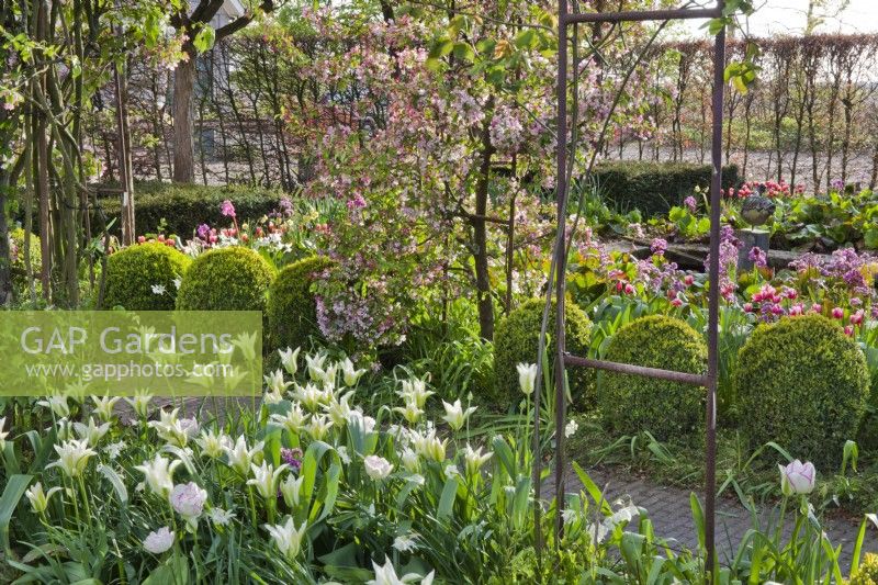 Spring garden with Tulipa 'KLM', box spheres and malus floribunda.
