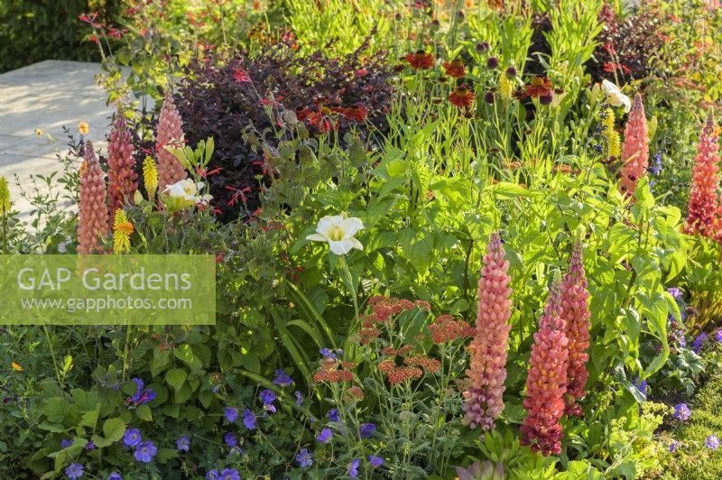 Perennial mixed planting with Lupins and white Hemerocallis in A Journey, in Collaboration with Sue Ryder garden at RHS Hampton Court Palace Garden Festival 2022 - Designed by Katherine Holland