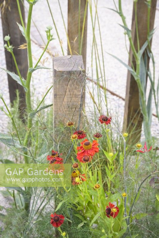 Helenium 'Moerheim Beauty' - Sneezeweed on A Journey Garden at RHS Hampton court flower show 2022 