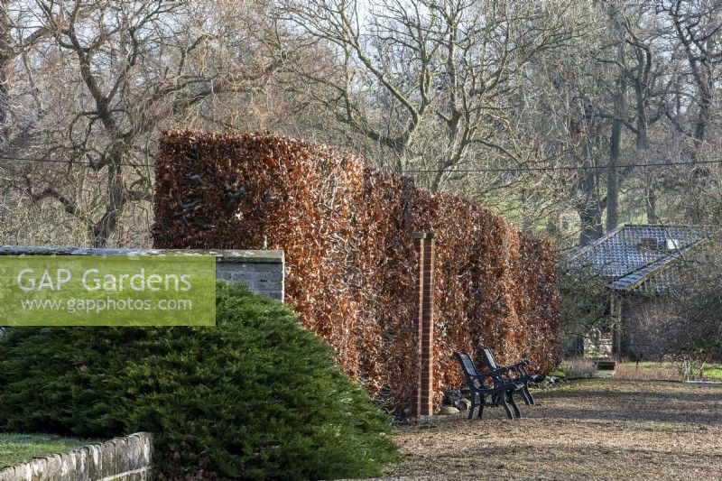 Beech hedge, Fagus sylvatica, in winter with two wrought iron benches on the gravel path by the garden entrance at Redisham Hall Nurseries.