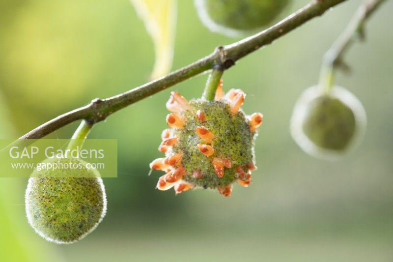 Broussonetia x kazinoki - Kozo paper mulberry. Closeup of fruits. November