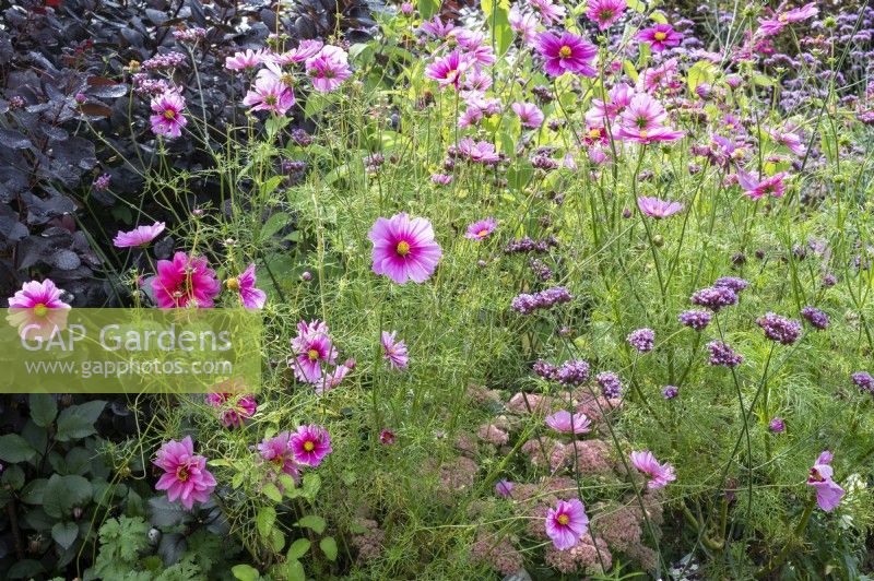 Late summer bed in pink tones: ornamental basket, Patagonian verbena, stonecrop and dahlia