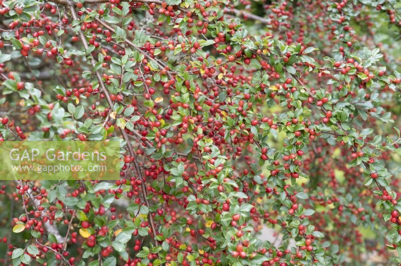 Cotoneaster with rich berry ornamentation