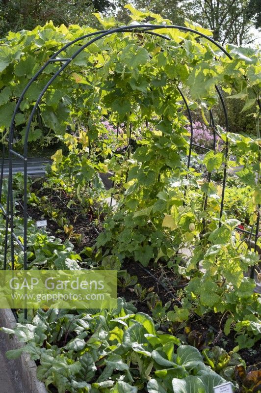 Vegetable bed with pak choi, beetroot, lettuce and bottle gourd on a climbing arch
