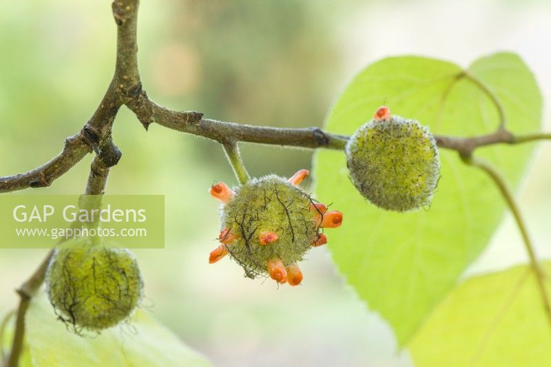 Broussonetia x kazinoki - Kozo paper mulberry. Closeup of fruits. November