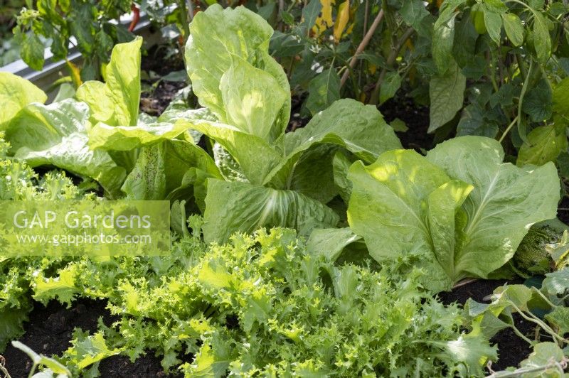 Vegetable bed with sugar loaf lettuce and French lettuce