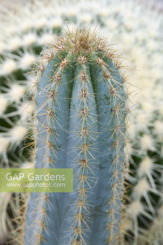 Pilosocereus azureus - blue torch cactus - with Echinocactus grusonii - golden barrel cactus