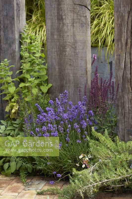 Border with lavender, rosemary and salvia. Wooden posts as dividers and feature. July. Summer.