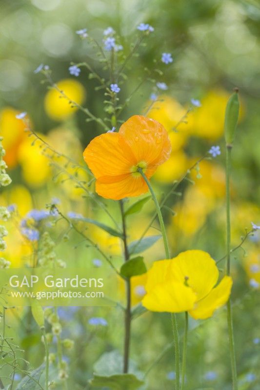 Meconopsis cambrica - Welsh poppy and Brunnera macrophylla. Close up of flowers.  May.