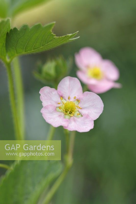 Pale pink flowers of Fragaria x ananassa 'Florian F1'