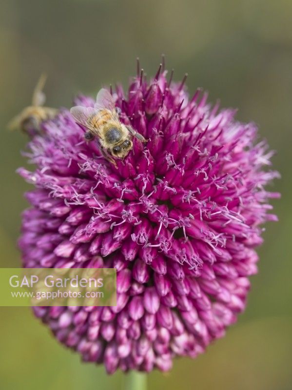 Honey bee collecting pollen from Allium sphaerocephalon