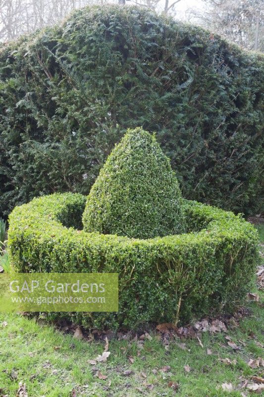 Buxus sempervirens - Box -  topiary circle with Taxus baccata  - Yew - hedge