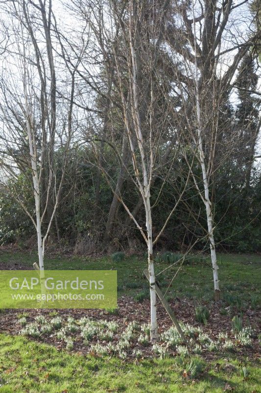 A group of Betula utilis var. Jacquemontii -West Himalayan birch underplanted with Galanthus nivalis - common snowdrop