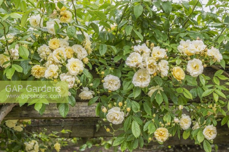 Rosa 'Aglaia'. Rambler rose trained over a pergola. May