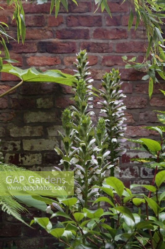 Acanthus hungaricus 'White Lips' against brick wall