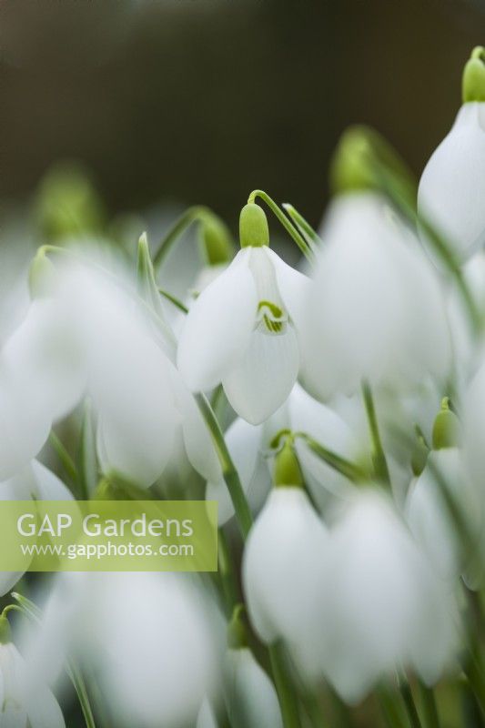 Galanthus 'Nothing Special' - February.