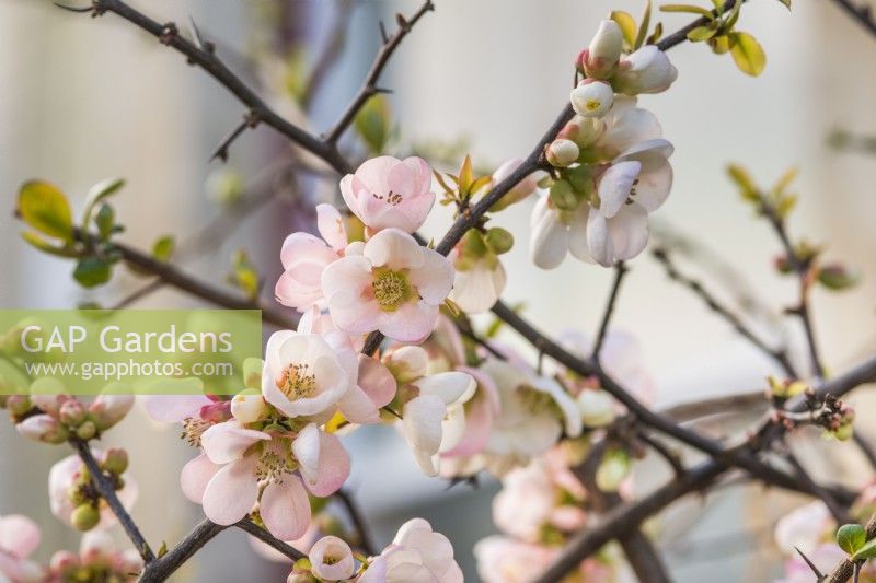 Chaenomeles speciosa 'Moerloosei' - 'Moerloosii' - syn. 'Apple Blossom' - ornamental flowering Quince: February.