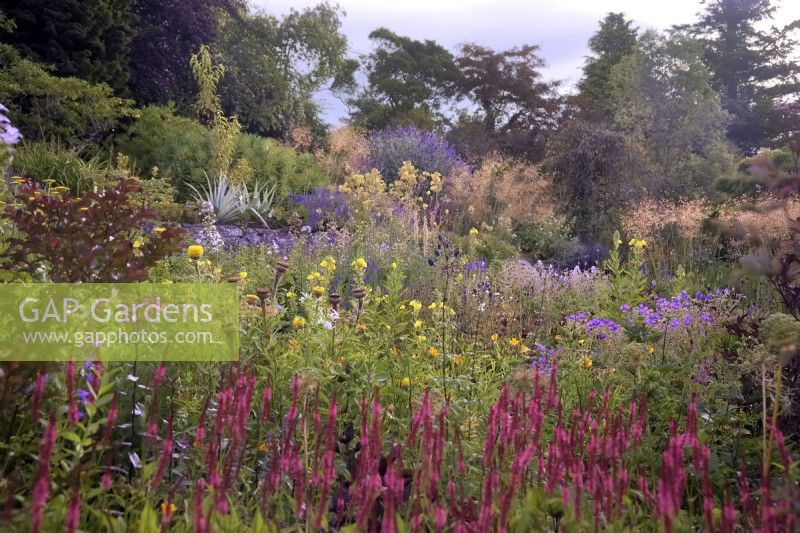 Mixed perennial plantings in summer at Marwood Hill Gardens, Devon, UK