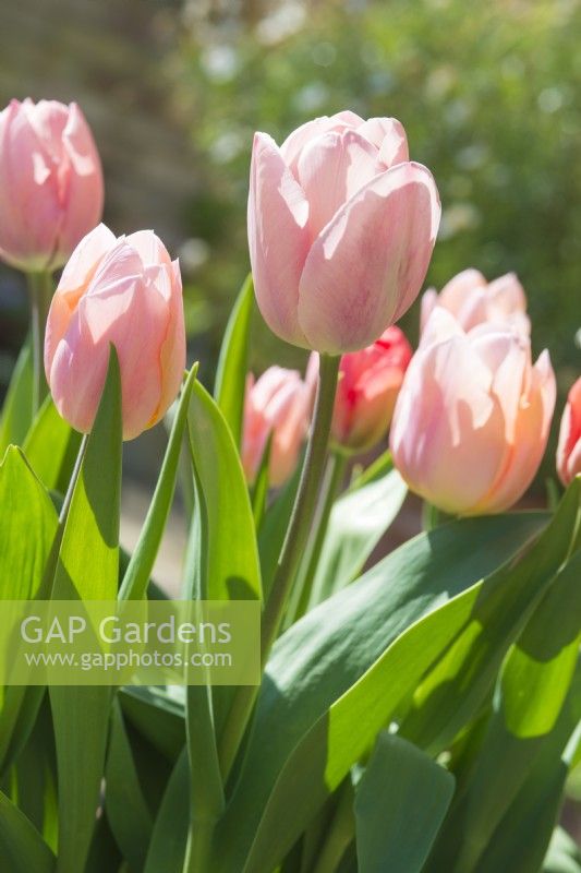 Tulipa 'Apricot Beauty'and 'Salmon van Eijk' _ April.