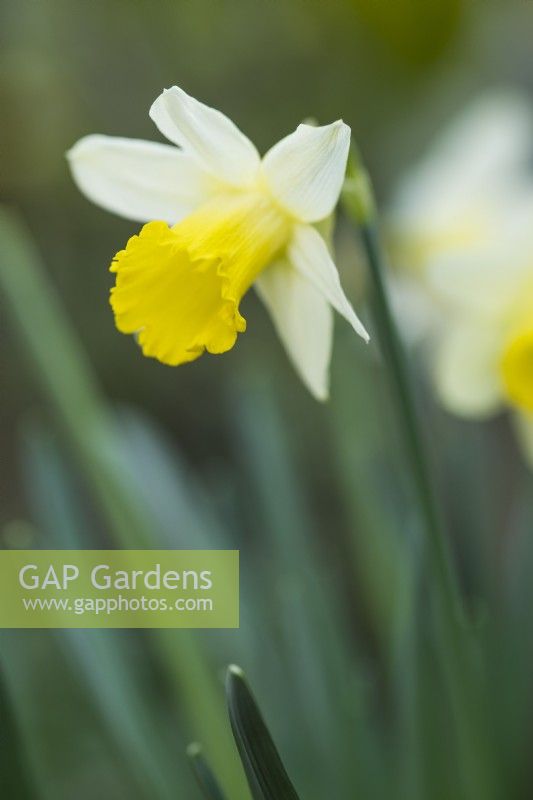 Narcissus 'Topolino' - daffodil - February.