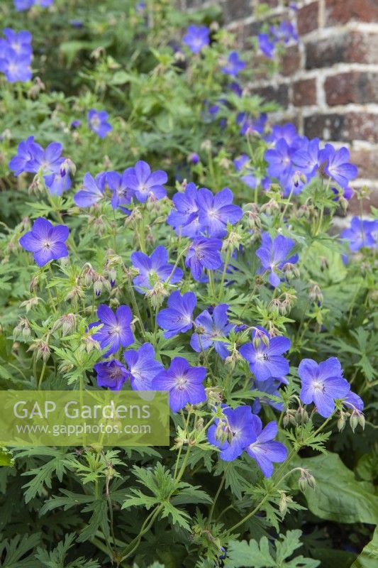 Geranium x johnsonii 'Johnson's Blue' syn. Geranium 'Johnson's Blue'. May