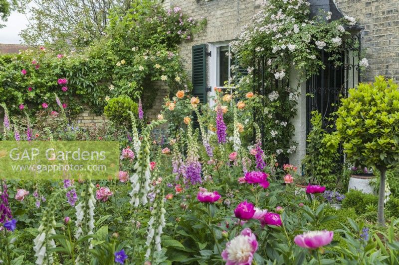 Cottage garden with Roses peonies and foxgloves. May. Digitalis purpurea, Rosa 'Lady Emma Hamilton', Rosa 'Boscobel' and Rosa 'Francis E. Lester' trained over front door canopy.