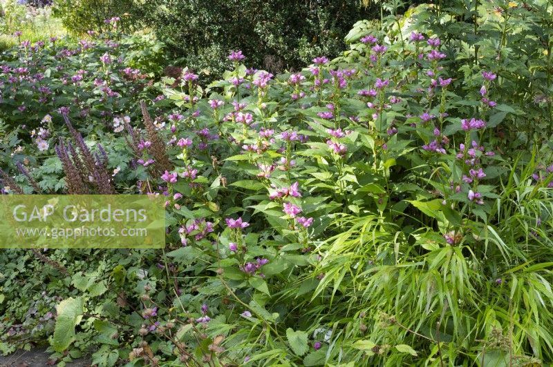 Autumn bed with Chelone - Snakehead or Turtlehead - in bed
