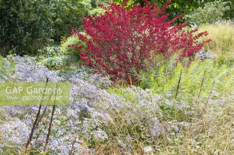 Indian summer in the natural garden: winged spindle shrub with bright red leaves, large-flowered beauty aster and grasses