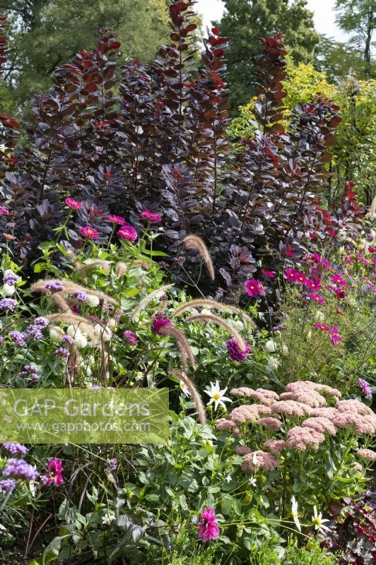 Late summer border with stonecrop, Red feather bristle grass, Zinnias, ornamental basket and wig shrub 'Royal Purple'