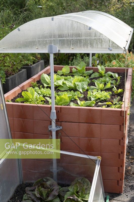 Raised bed made of recycled plastic with roof next to it Cold frame, planted with various lettuces