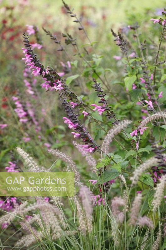 Salvia 'Amistad Pink' with Pennisetum 'Dance with Me'