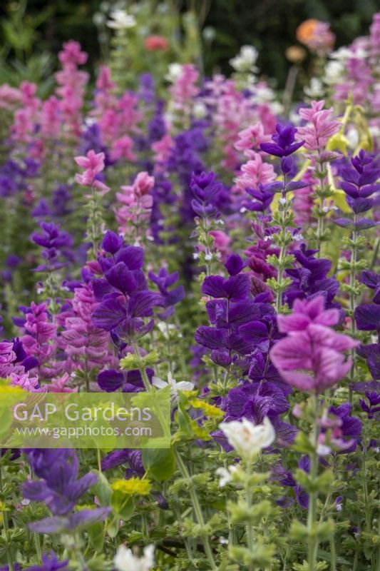 Salvia sclarea - clary sage - July