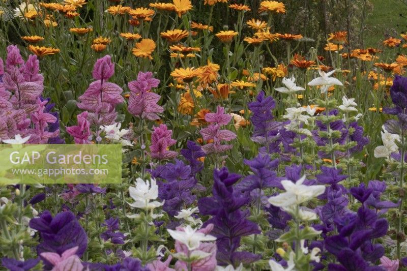 The cutting borders at Cotswold Country Flowers with Salvia sclarea and Calendula officinalis behind.