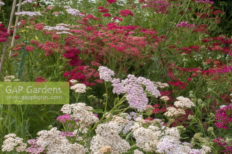 Achillea millefolium 'Summer Pastels' and 'Red Velvet' - yarrow - July
